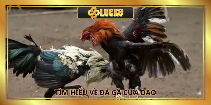Đá gà cựa dao là thể loại cá cược trực tuyến hấp dẫn